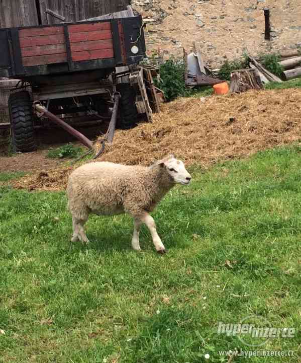 Prodám jehňata - foto 4