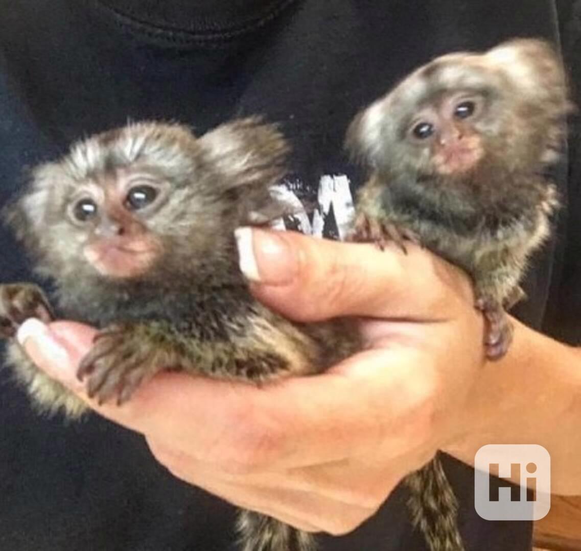 Opice kosmani vycvičené na plenky pro krásné rodiny - foto 1