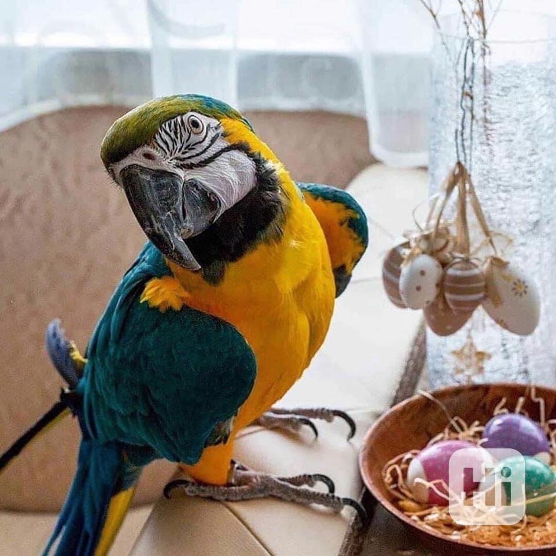 Prodej papoušků arů světové třídy  - foto 1