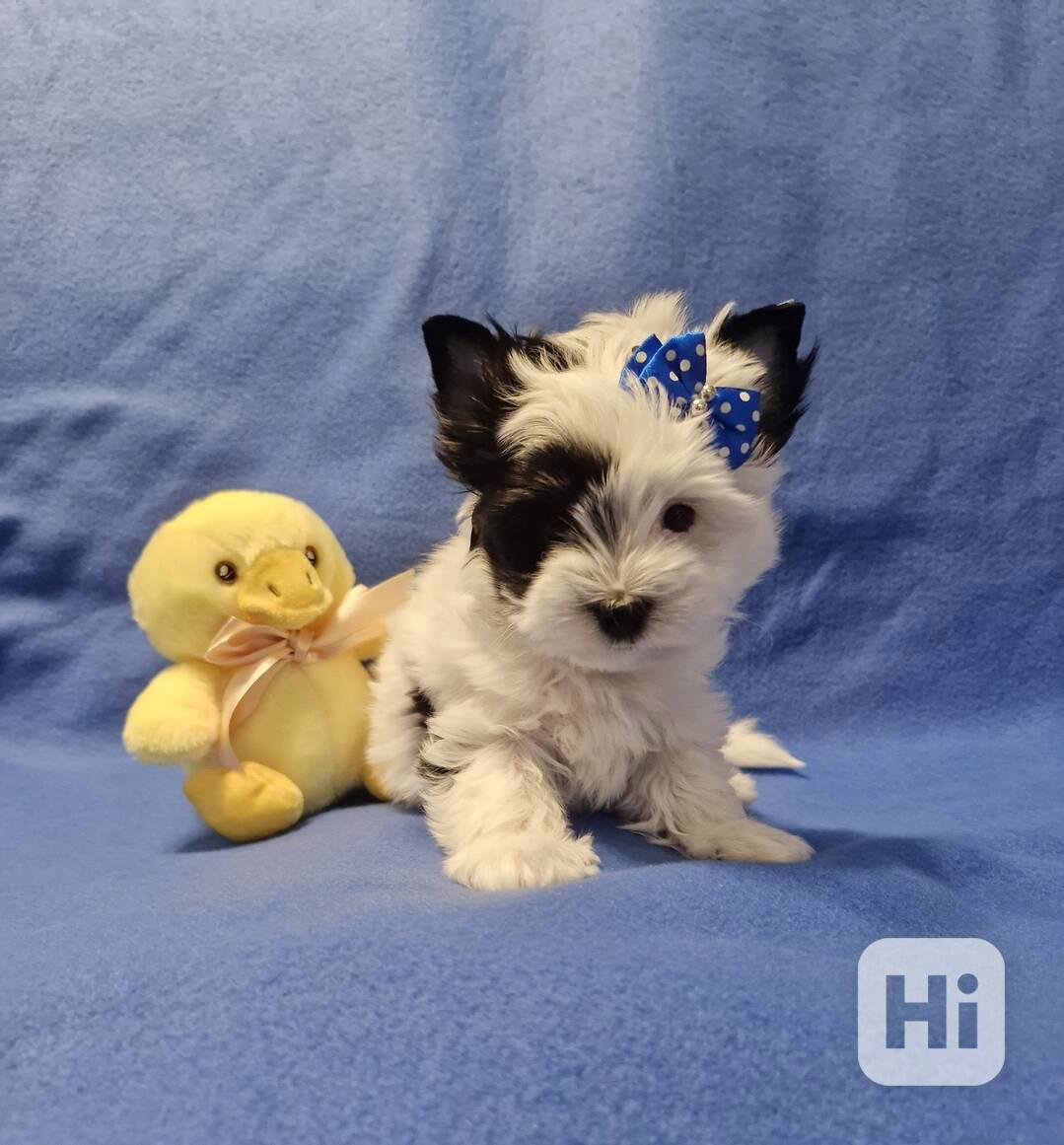 Jorkšírský terirér-jorkšír - foto 1