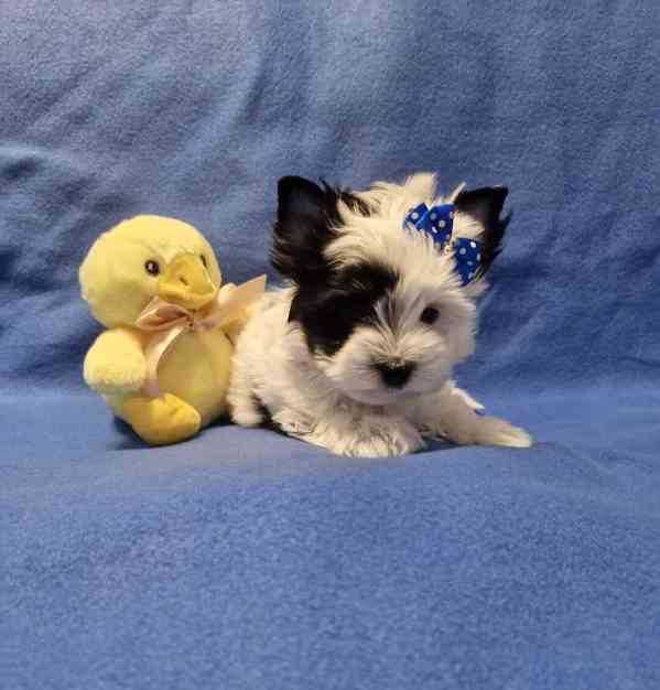 Jorkšírský terirér-jorkšír - foto 4