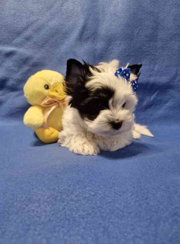 Jorkšírský terirér-jorkšír - foto 2