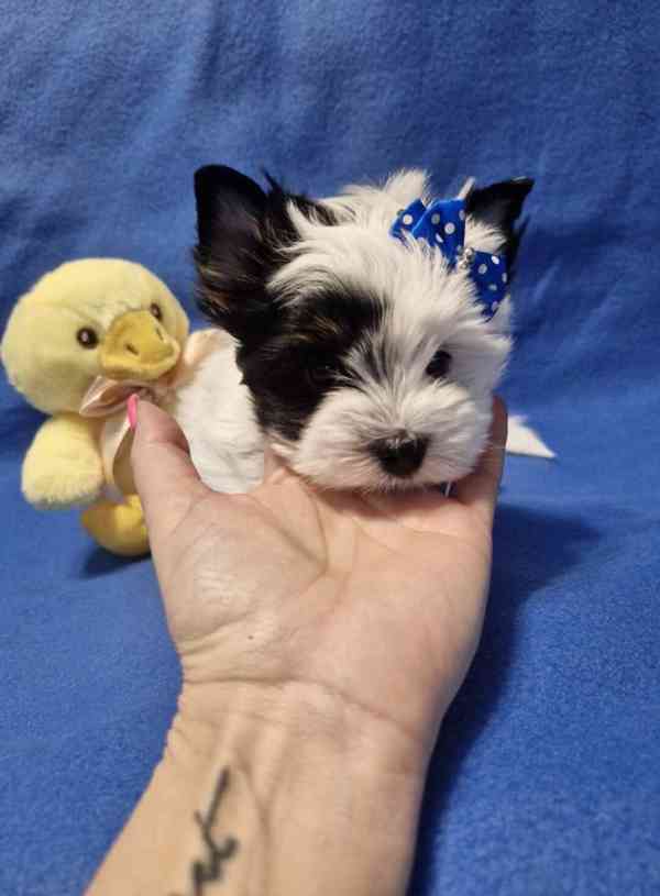 Jorkšírský terirér-jorkšír - foto 3