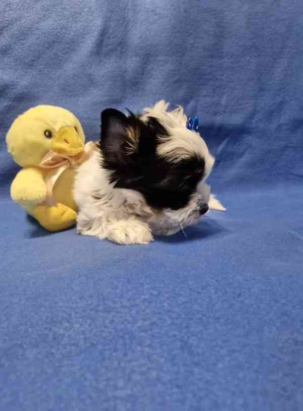 Jorkšírský terirér-jorkšír - foto 5