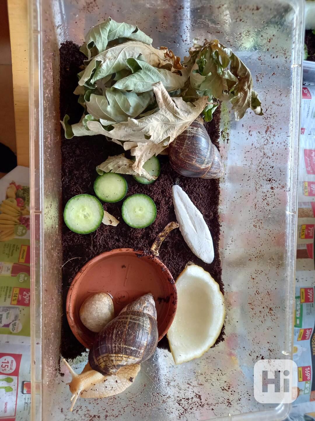 Věnuji malé oblovky - foto 1