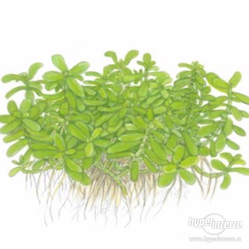 Bacopa Monnieri - Kakuma Drobnolistá - foto 1