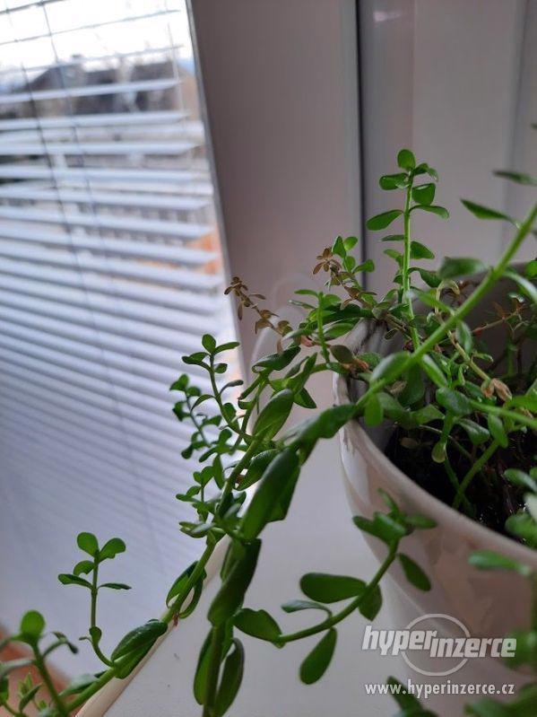 Bacopa Monnieri - Kakuma Drobnolistá - foto 2