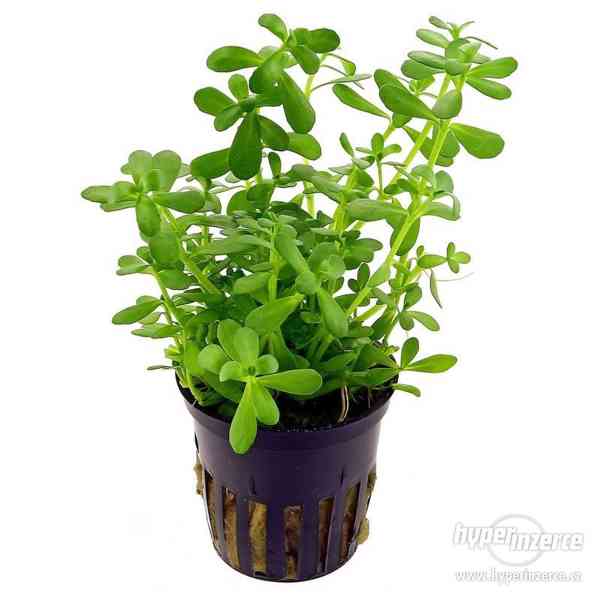Bacopa Monnieri - Kakuma Drobnolistá - foto 3