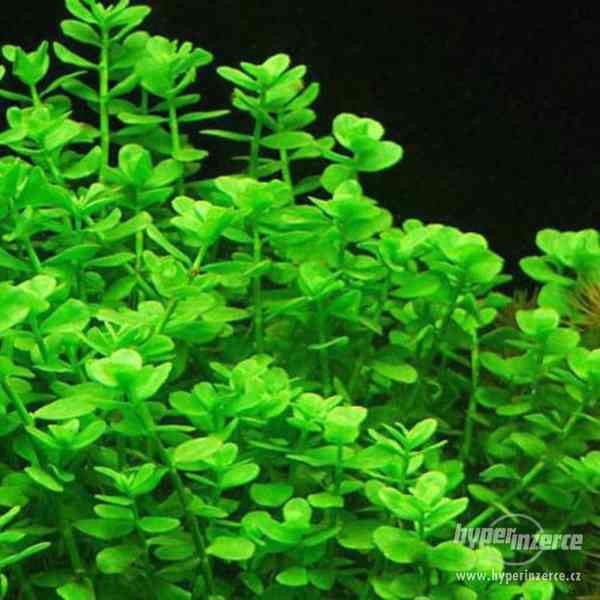 Bacopa Monnieri - Kakuma Drobnolistá - foto 4