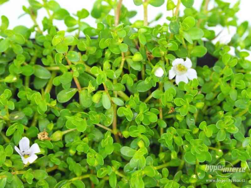 Bacopa Monnieri - Kakuma Drobnolistá - foto 5