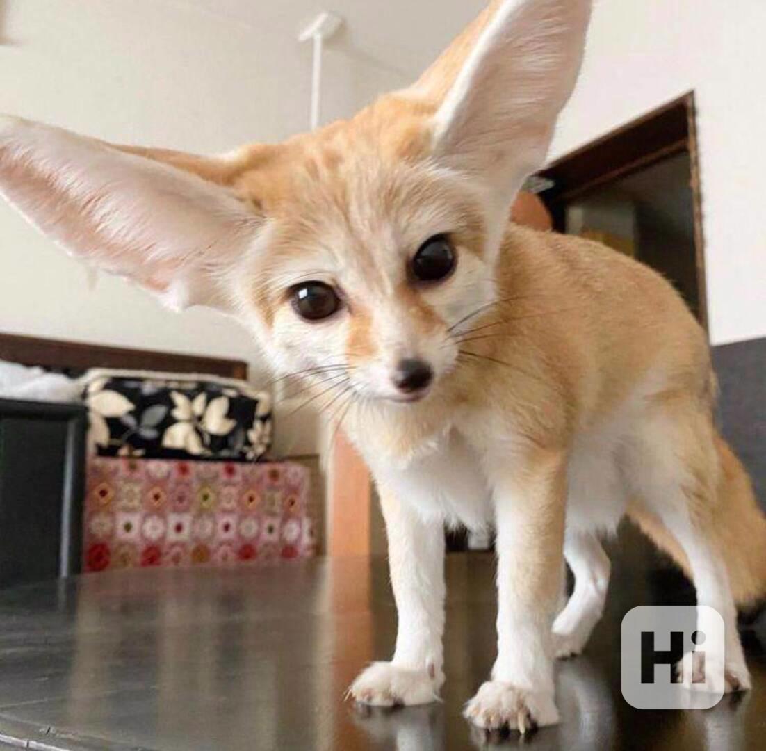 Špičková fennec liška zdarma k adopci zdarma   - foto 1