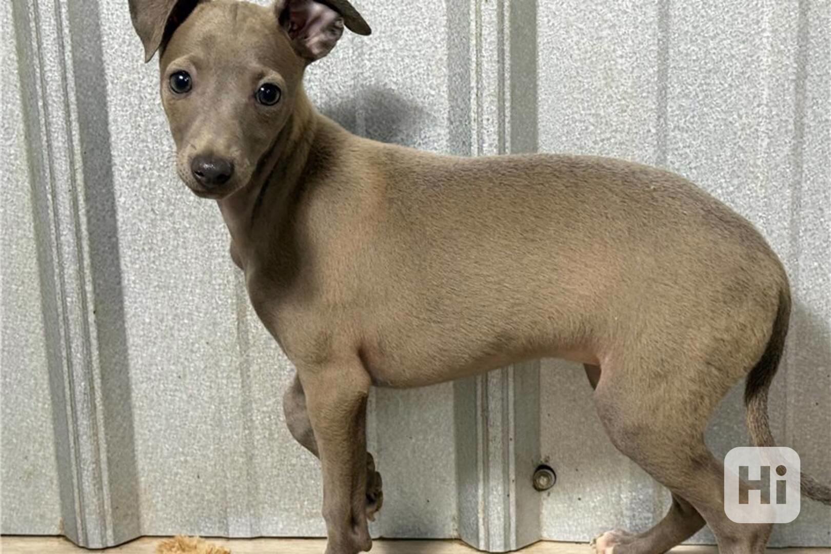 Štěňata italského chrta k adopci - foto 1