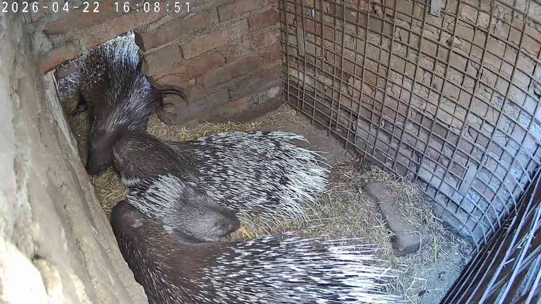 Dikobraz samička 2 měsíce - foto 4