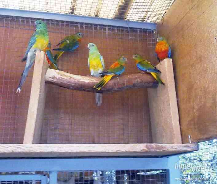 Papoušek zpěvavý, neoféma tyrkysová - foto 1