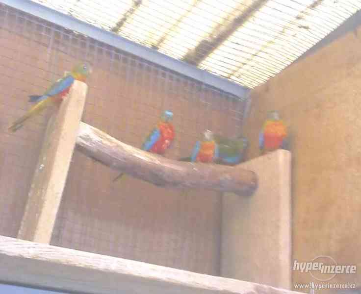 Papoušek zpěvavý, neoféma tyrkysová - foto 2