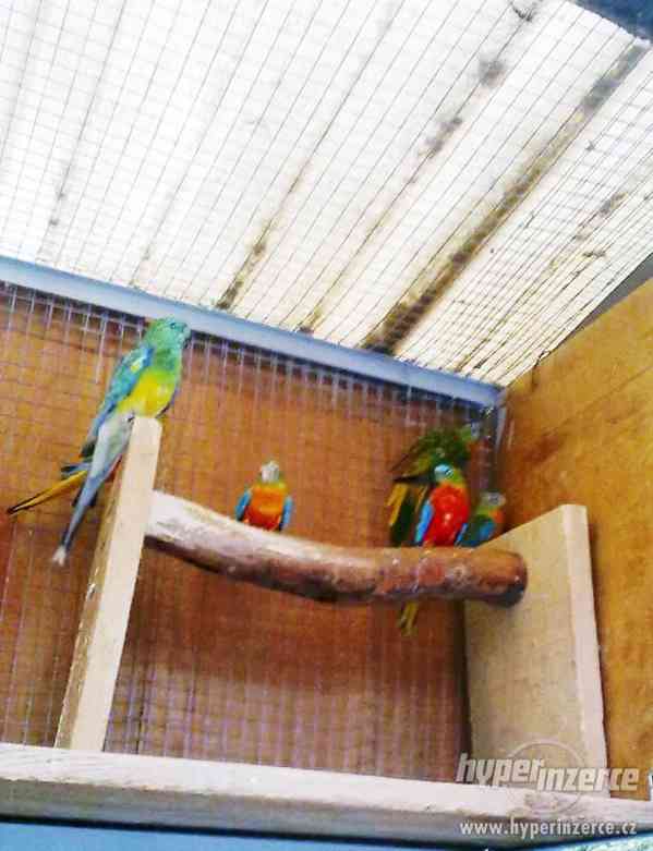 Papoušek zpěvavý, neoféma tyrkysová - foto 3