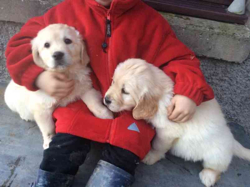 K dispozici štěňata skromného zlatého retrívra - foto 2