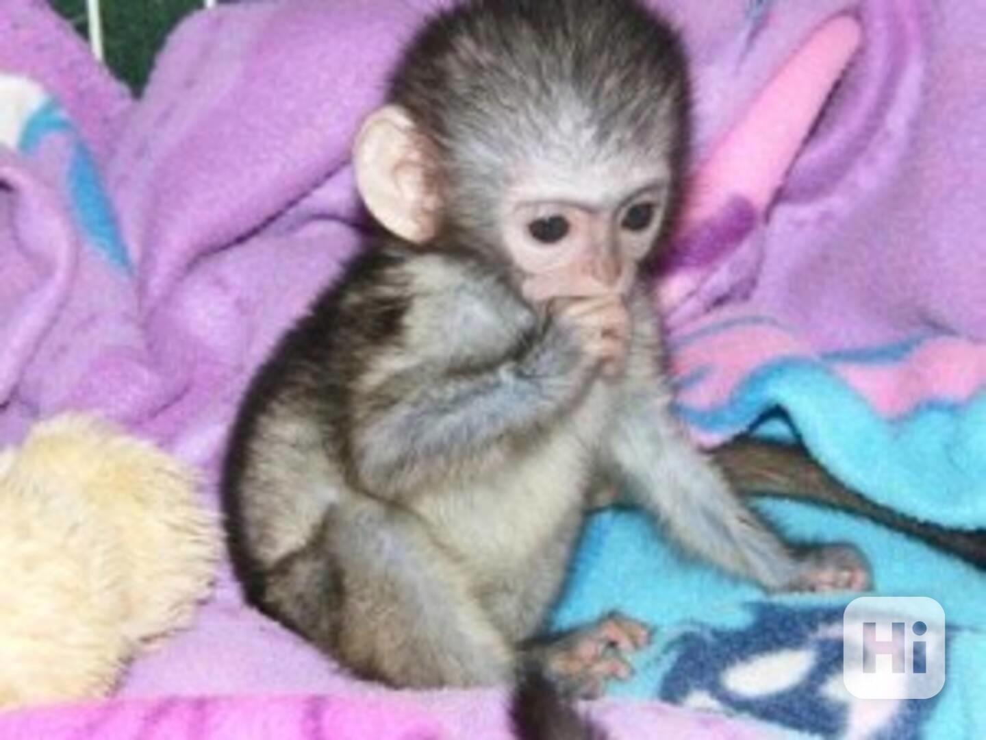 Roztomilá a milá kapucínská opička - foto 1
