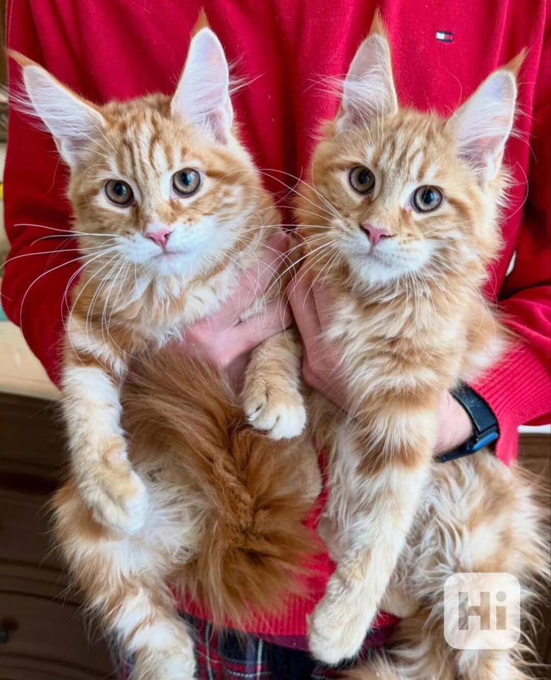 Maine Coon koťata Aktivní K dispozici - foto 1