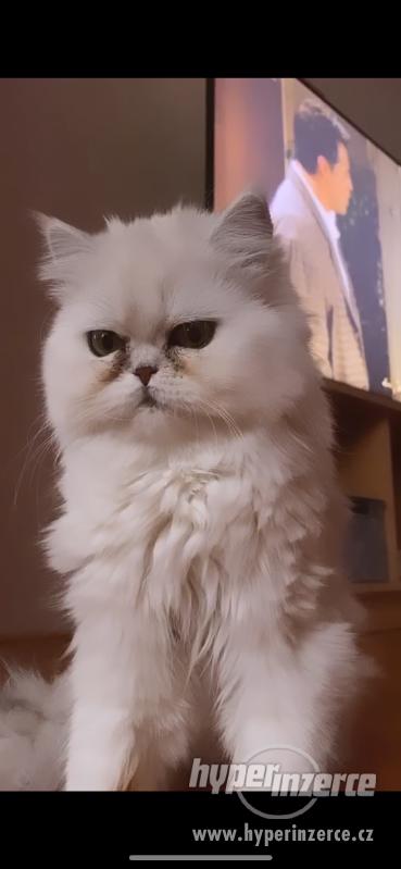 Perská činčila HLEDÁ KOCOURA ke krytí - foto 1