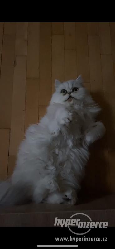 Perská činčila HLEDÁ KOCOURA ke krytí - foto 2