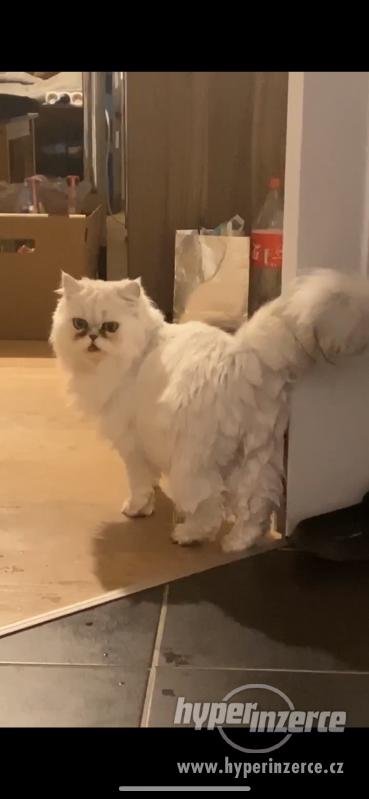 Perská činčila HLEDÁ KOCOURA ke krytí - foto 4