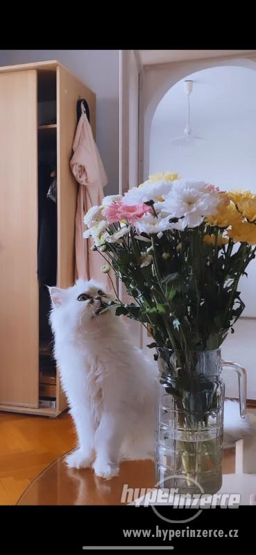 Perská činčila HLEDÁ KOCOURA ke krytí - foto 5