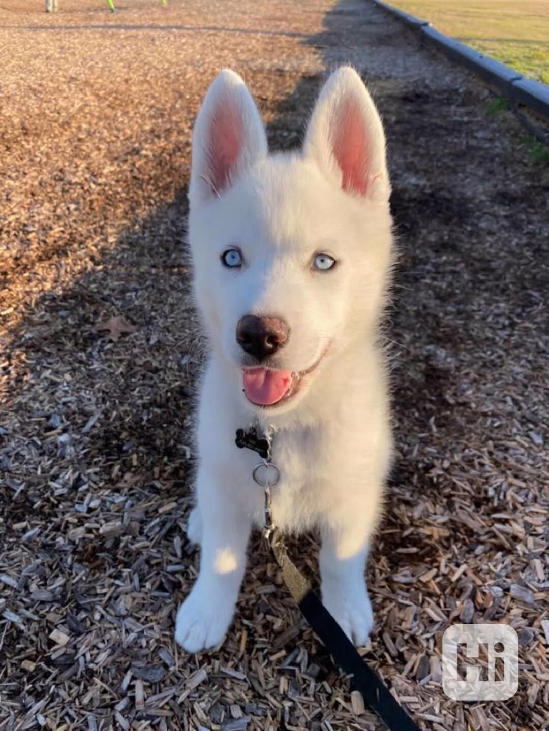 Sibiřští husky štěňata sPP - foto 1