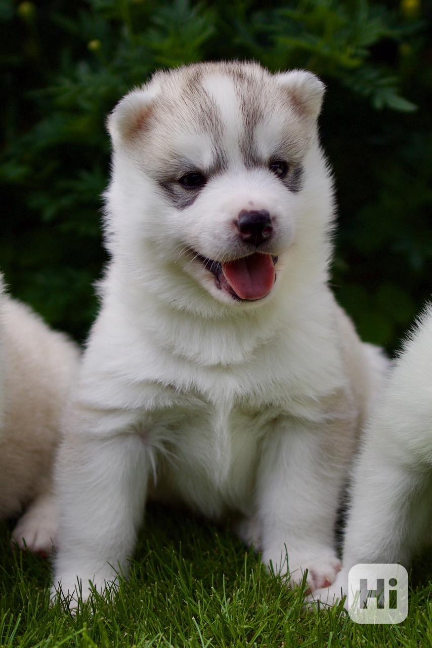 Sibiřský husky s PP - foto 1