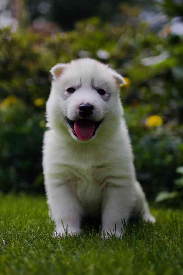Sibiřský husky s PP - foto 5