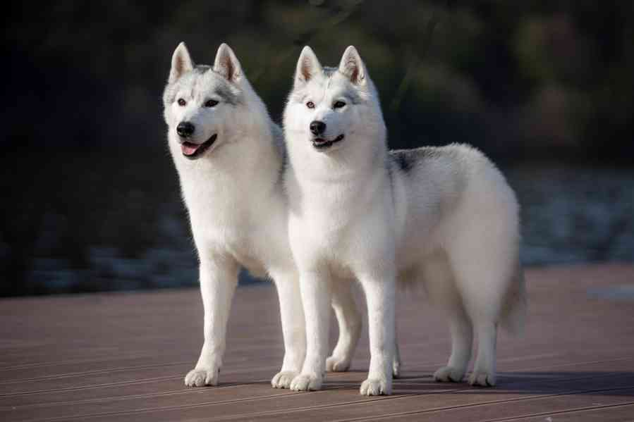 Sibiřský husky s PP - foto 2