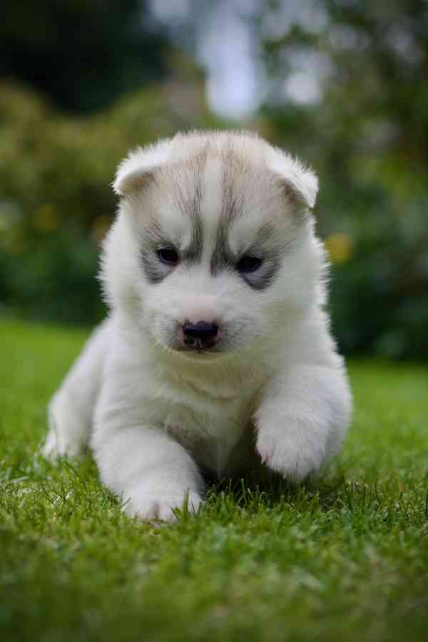Sibiřský husky s PP - foto 4