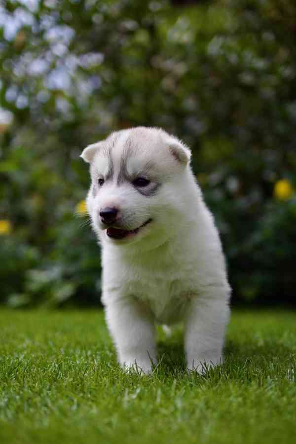 Sibiřský husky s PP - foto 3