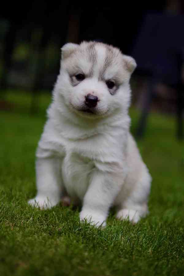 Sibiřský husky s PP - foto 6