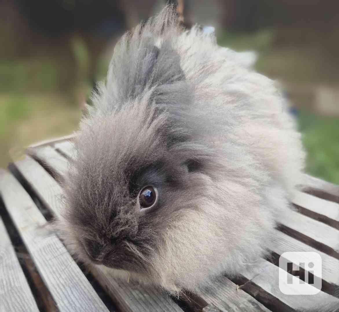 Teddy - foto 1