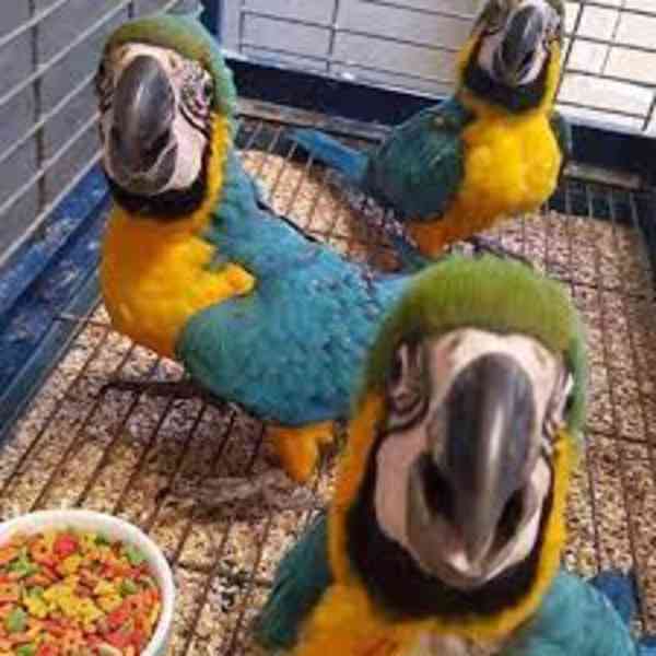Modrý a zlatý papoušek na prodej