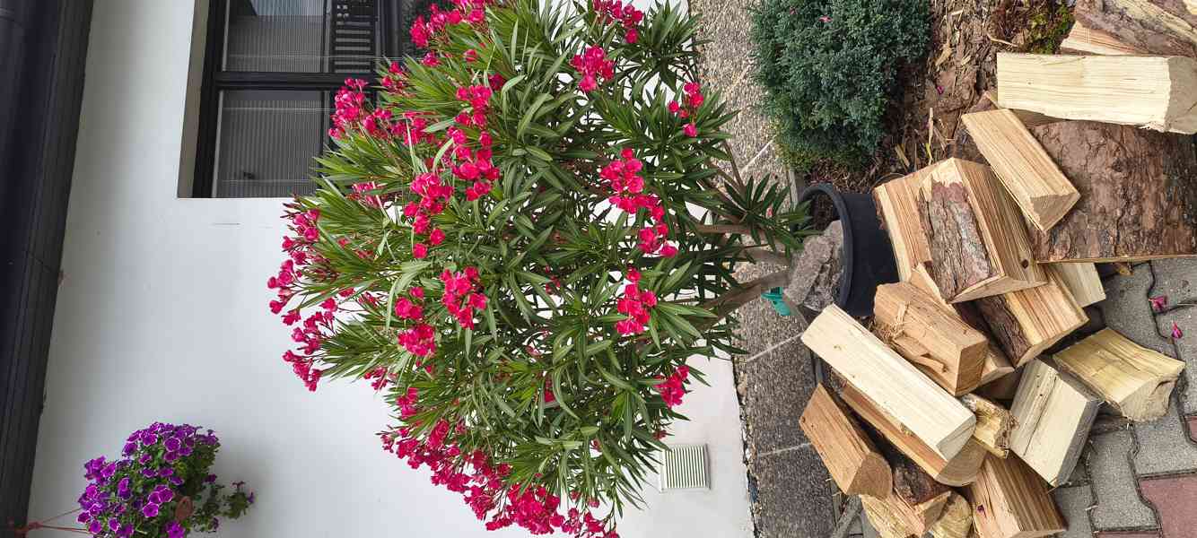 Oleandry - foto 2