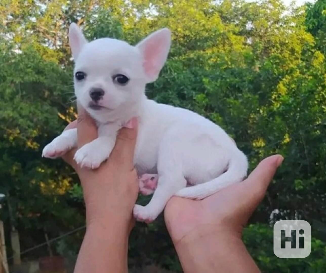 Super rozkošná štěňata čivav - foto 1