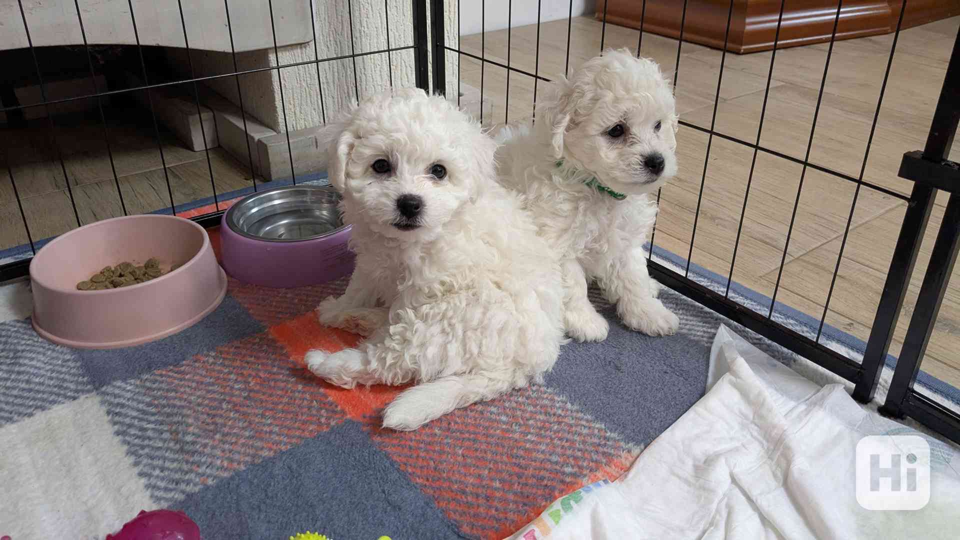 🐾 Bišonci s PP od šampionů – Hledáme zkušené páníčky! - foto 1