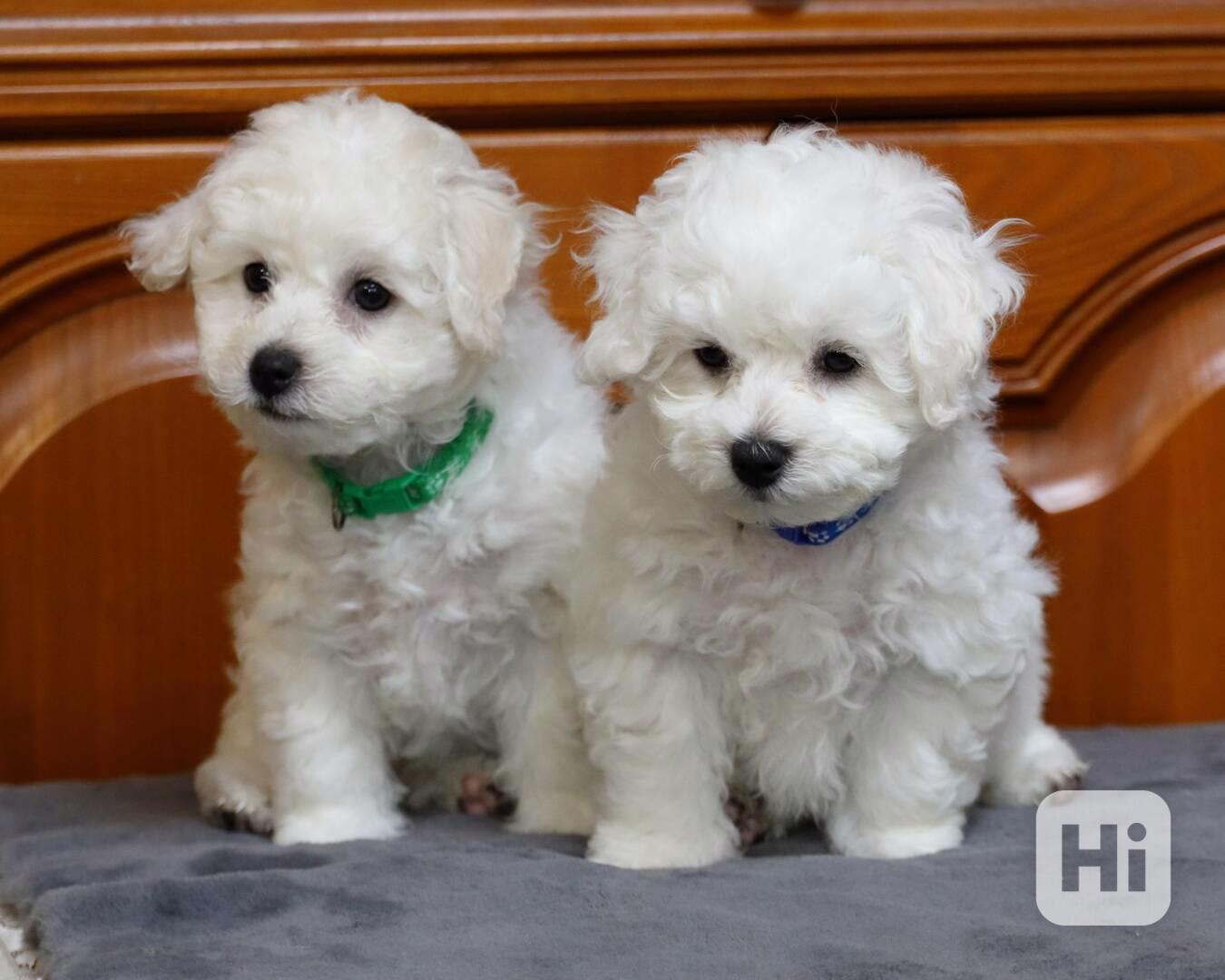 🐾 Bišonek Andy – Hledá milující domov! - foto 1