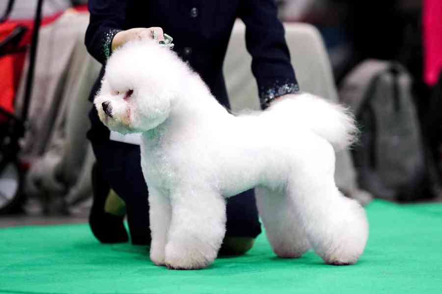 🐾 Bišonci s PP od šampionů – Hledáme zkušené páníčky! - foto 10