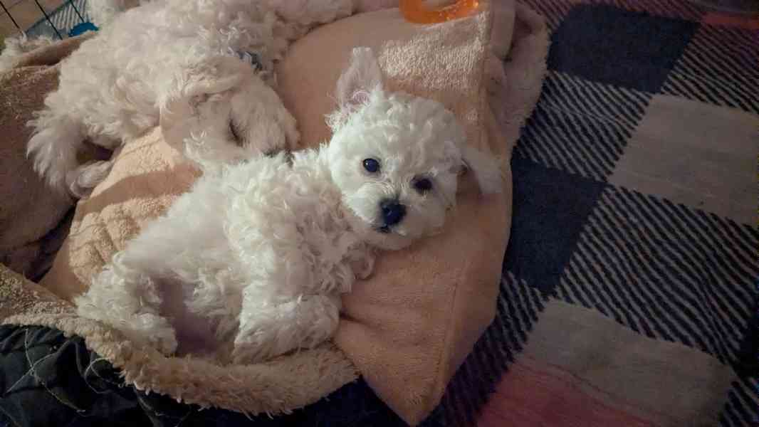 🐾 Bišonci s PP od šampionů – Hledáme zkušené páníčky! - foto 8