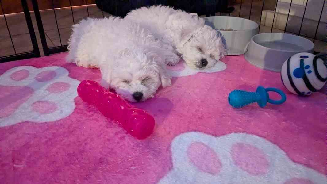 🐾 Bišonci s PP od šampionů – Hledáme zkušené páníčky! - foto 7