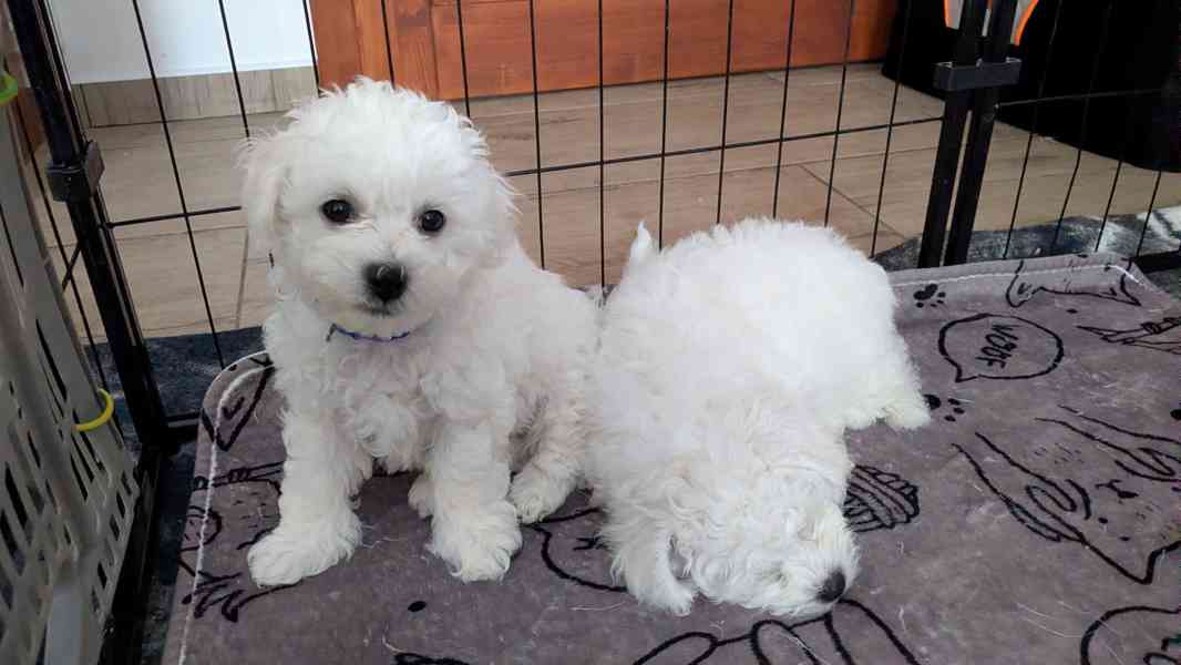 🐾 Bišonci s PP od šampionů – Hledáme zkušené páníčky! - foto 5