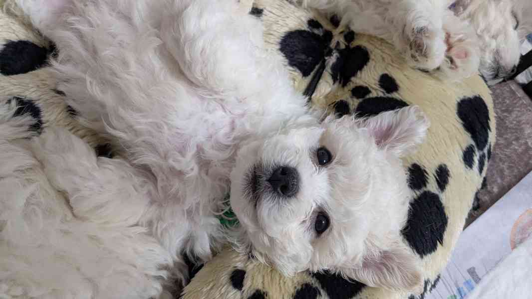 🐾 Bišonci s PP od šampionů – Hledáme zkušené páníčky! - foto 4