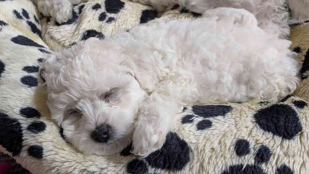 🐾 Bišonci s PP od šampionů – Hledáme zkušené páníčky! - foto 3