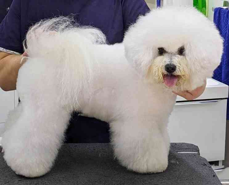 🐾 Bišonci s PP od šampionů – Hledáme zkušené páníčky! - foto 9