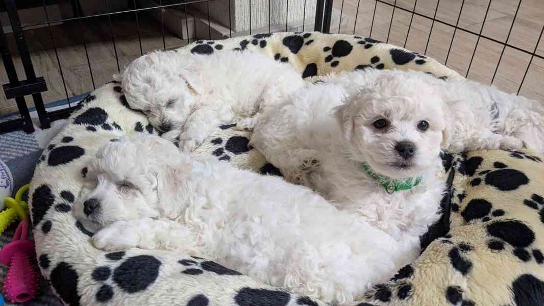 🐾 Bišonci s PP od šampionů – Hledáme zkušené páníčky! - foto 2