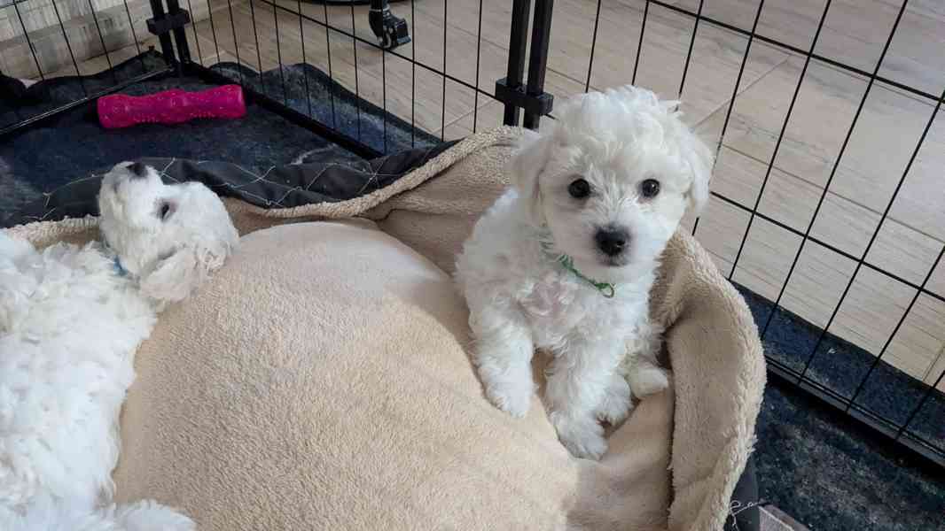 🐾 Bišonci s PP od šampionů – Hledáme zkušené páníčky! - foto 6