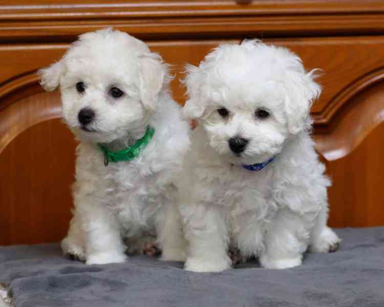 🐾 Bišonek Andy – Hledá milující domov! - foto 1